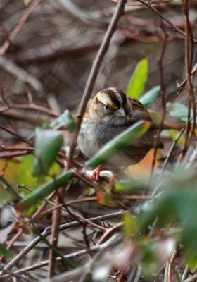 IMG_1293RS.JPG