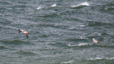 Red-breasted Merganser (in flight), Long-tailed Duck, Breezy Point, NY, February 25, 2012