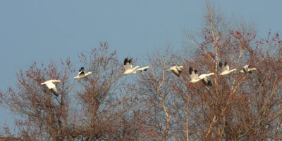 Snow Goose