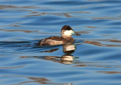 Ruddy Duck