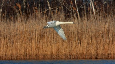 IMG_1766RS.JPG