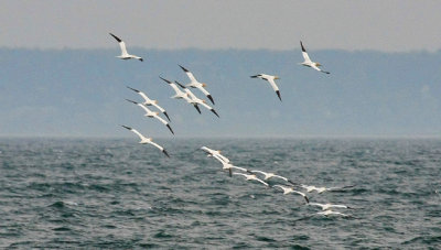 Northern Gannet