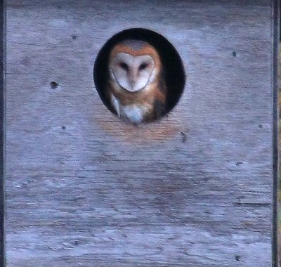 Barn Owl