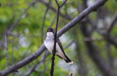 Eastern Kingbird