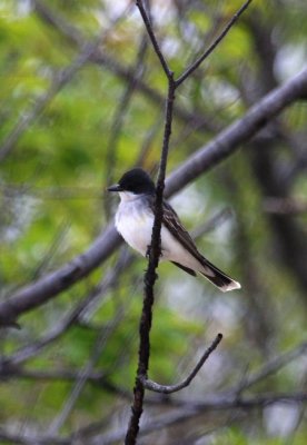 Eastern Kingbird