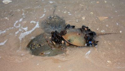 IMG_1037RS.JPG