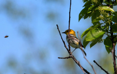 Black-throated Green Warbler