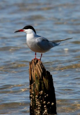IMG_5183RS.JPG