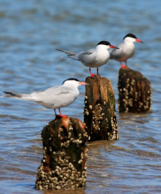 IMG_5220RS.JPG