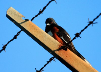 IMG_4529RS.JPG