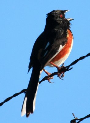 IMG_4547RS.JPG