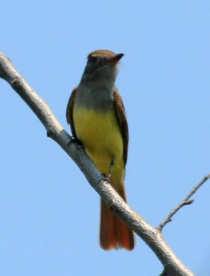 Great-crested Flycatcher