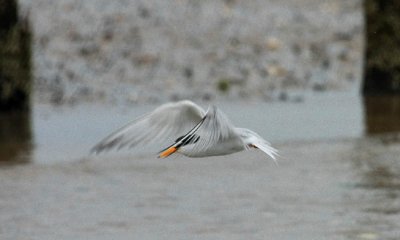 IMG_6204RS.JPG