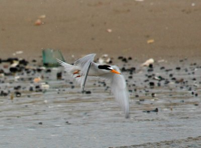IMG_6209RS.JPG