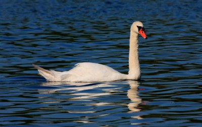 IMG_7527RS.JPG
