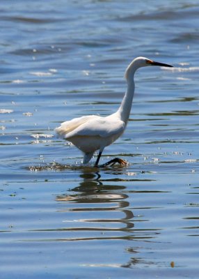 IMG_7161RS.JPG