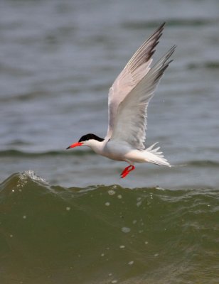 IMG_9251RS.JPG