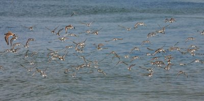 IMG_9990RS.JPG