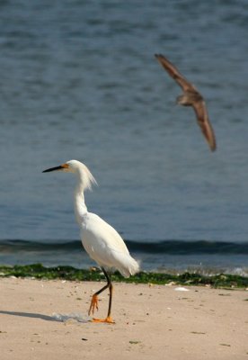 IMG_1940RS.JPG