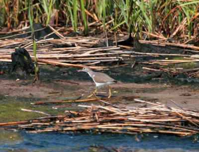 Spotted Sandpiper, Rocky Point Marsh, Rockaway, NY, August 5, 2012