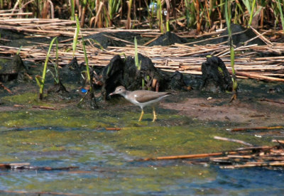 Spotted Sandpiper, Rocky Point Marsh, Rockaway, NY, August 5, 2012