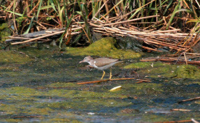 Spotted Sandpiper, Rocky Point Marsh, Rockaway, NY, August 5, 2012