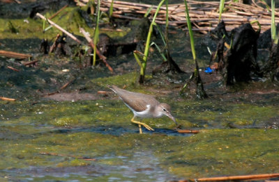 Spotted Sandpiper, Rocky Point Marsh, Rockaway, NY, August 5, 2012