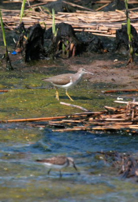Spotted Sandpiper, Rocky Point Marsh, Rockaway, NY, August 5, 2012
