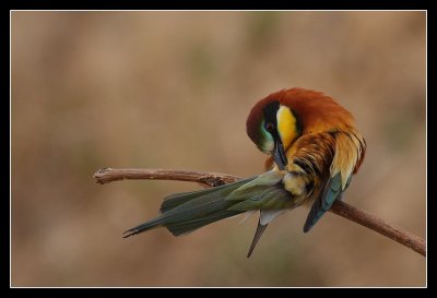 IMG_7474.jpg