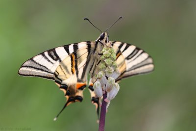 Iphiclides podalirius