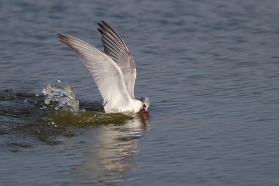 IMG_4561.jpg