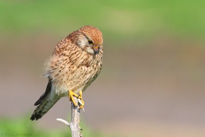 IMG_2332.jpg