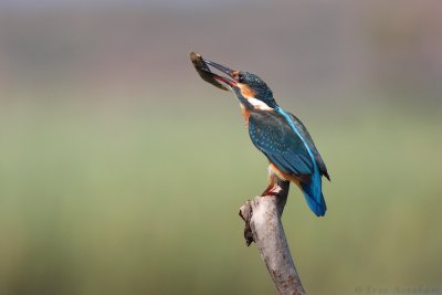 IMG_6698.jpg