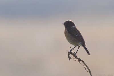 IMG_2380.jpg
