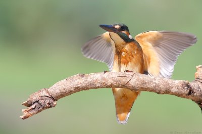 IMG_8237.jpg