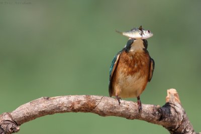 IMG_8328.jpg