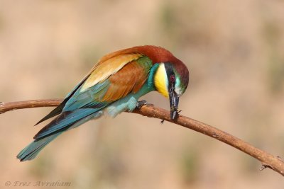 IMG_4978.jpg