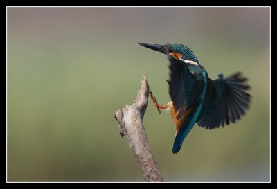 IMG_6784.jpg