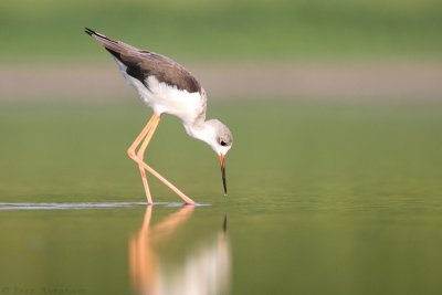 IMG_9700.jpg