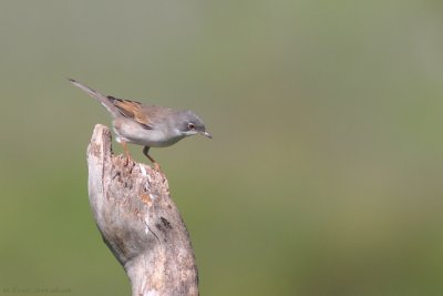 lesser whitethroat