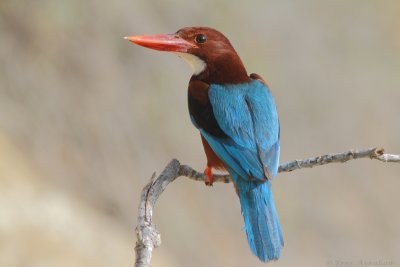 IMG_8576.jpg