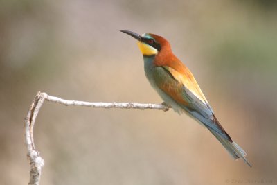 IMG_8644.jpg