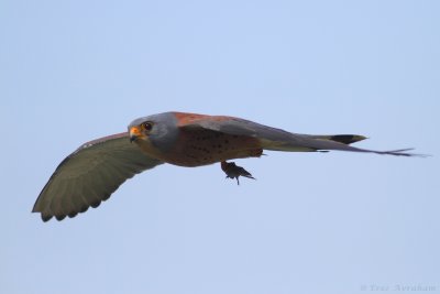 IMG_6251.jpg