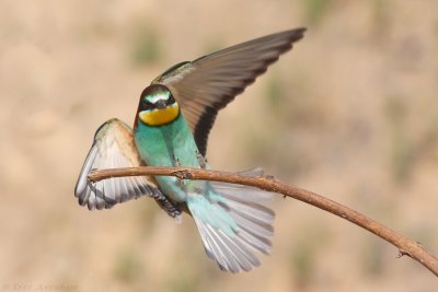 IMG_0326.jpg