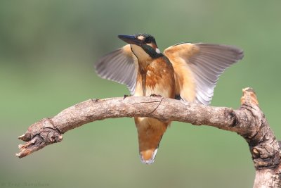 IMG_8237.jpg