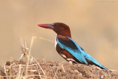 IMG_2752.jpg