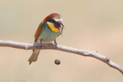 IMG_9758.jpg
