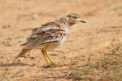 stone curlew