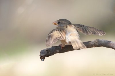 IMG_6425.jpg