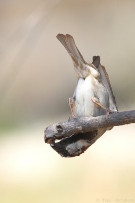 IMG_6449.jpg